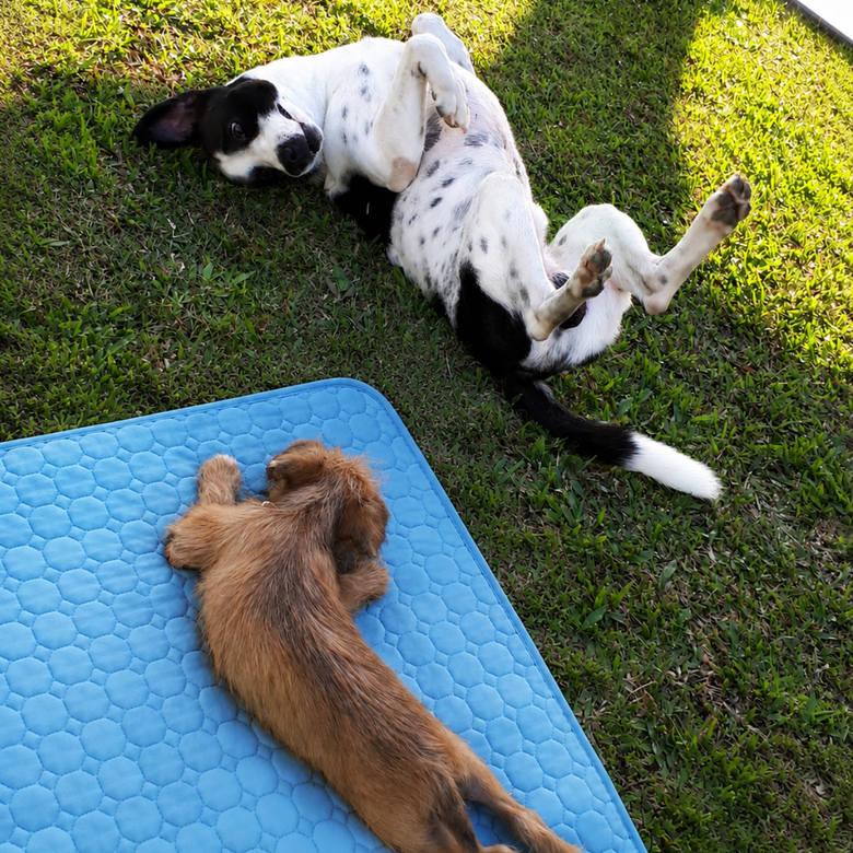 Two dogs sharing · size XL